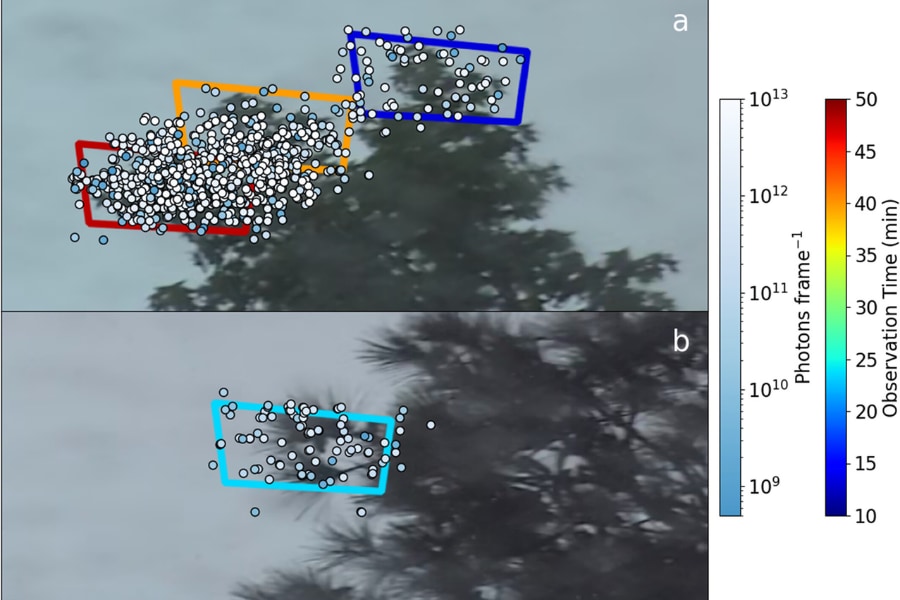 雷雨のたびに木々は「目に見えない放電」で輝いている