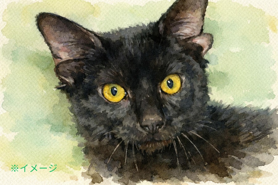 「4つの耳」をもつ黒猫が保護される【動画あり】