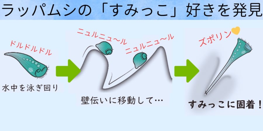 空色のラッパムシの「すみっこ好き」を発見――目も脳もない単細胞の空間把握