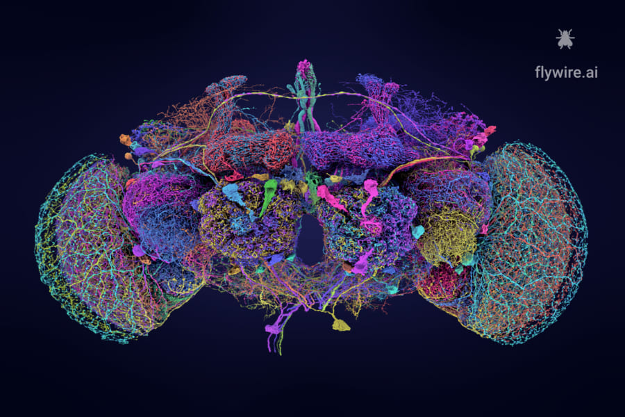 ハエの全脳エミュレーションを達成！　生命のデジタル化が「現実」へ大きく前進