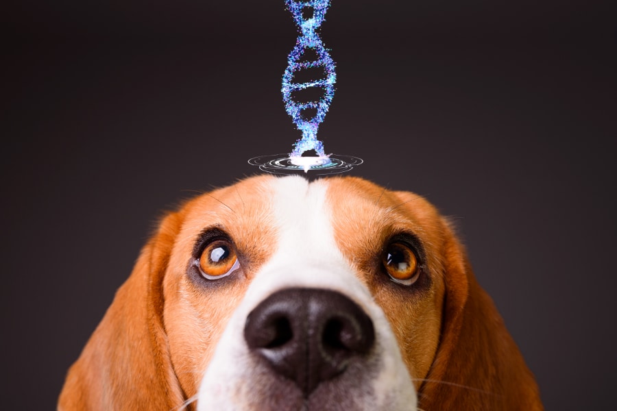 「最古の犬を発見」5000年ぶん更新された「人類最初の相棒」の記録