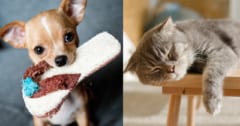 飼い主が困っているとき犬は助けようとするが、猫は利益にならない限り助けないの画像 1/1