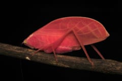 ピンク色の「葉に擬態するキリギリス」を発見、環境変化に合わせた”超戦略”かの画像 2/3