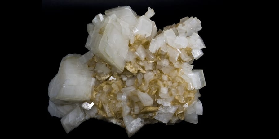 石の鎧をまとったアリがいる