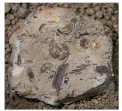 世界最古となる「9000万年前のスギ化石」を北海道で発見の画像 2/3