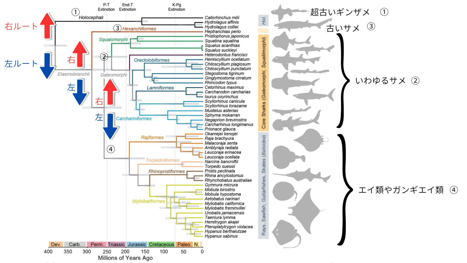 サメの進化の系譜