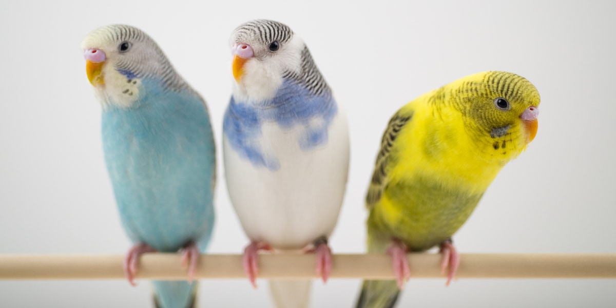 人間は「音の美意識」を動物たちと共有している