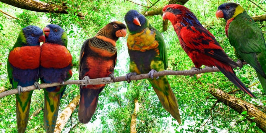 種を超えた音の美意識が存在する