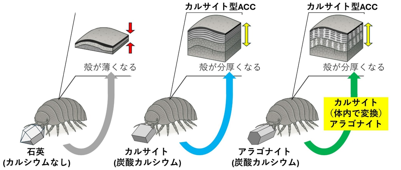 ダンゴムシは食べた鉱石を作り変えて鎧にする