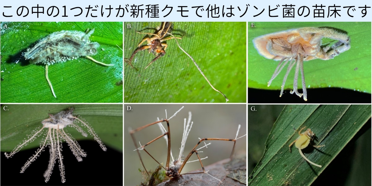 クモを殺す「ゾンビ化菌の苗床」のふりをする新種クモを発見