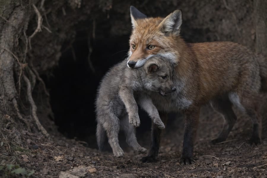 【史上初の記録】キツネが「オオカミの子」を捕食する瞬間を撮影