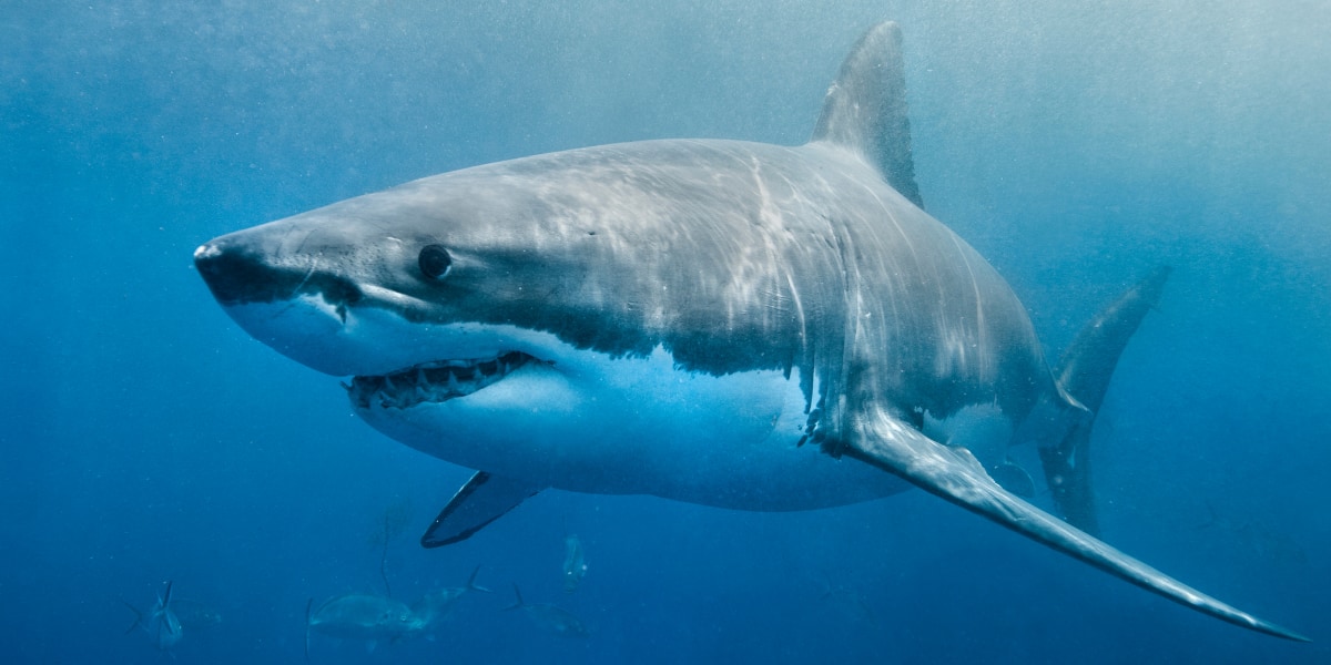 サメなんて存在しないのか？　人々がサメと呼ぶ多くは古いサメ系統よりエイに近い関係にある