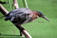 学生が「新種の鳥」をガラパゴス諸島で発見の画像 3/3