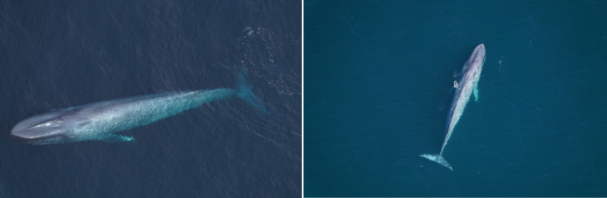 遭遇困難な「海の王者・シロナガスクジラ」、わずか24時間で3頭を目撃の画像 2/3