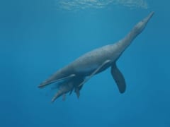白亜紀の海で「大型捕食者に噛みついた巨大魚」の化石を発見の画像 2/3