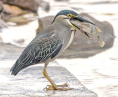学生が「新種の鳥」をガラパゴス諸島で発見の画像 2/3