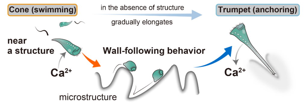 空色のラッパムシの「すみっこ好き」を発見――目も脳もない単細胞の空間把握の画像 4/4
