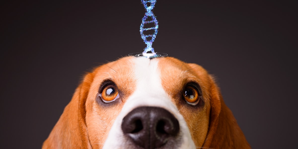 「最古の犬を発見」5000年ぶん更新された「人類最初の相棒」の記録