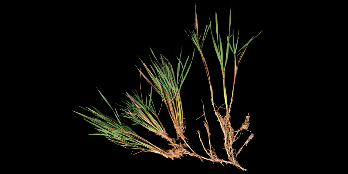 「米は毎年植え替えるもの」は変わるかもしれない――稲の多年生化への鍵を発見