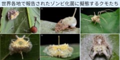 誰も触れたくないゾンビ化菌の苗床に擬態する