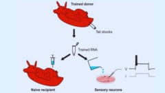 記憶は注射できるのか？　アメフラシが見せた衝撃