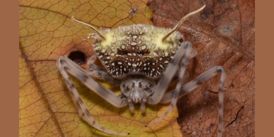 クモを殺す「ゾンビ化菌の苗床」のふりをする新種クモを発見