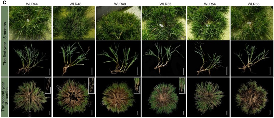 新たに作られたイネは超モッサリして雑草のような生命力があります