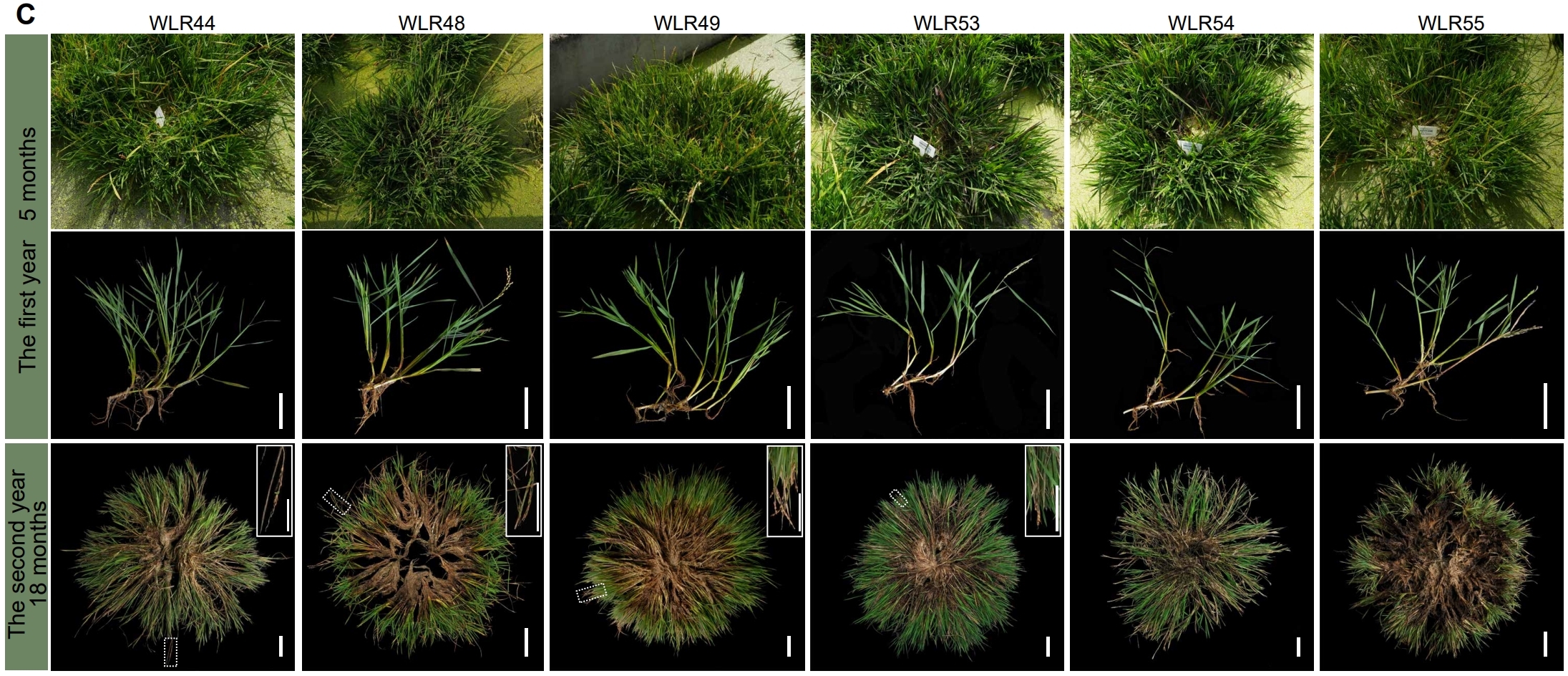 新たに作られたイネは超モッサリして雑草のような生命力があります