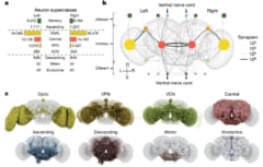 脳の地図はどう作られたのか