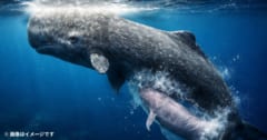 【超貴重】マッコウクジラの出産の撮影に成功の画像 1/1
