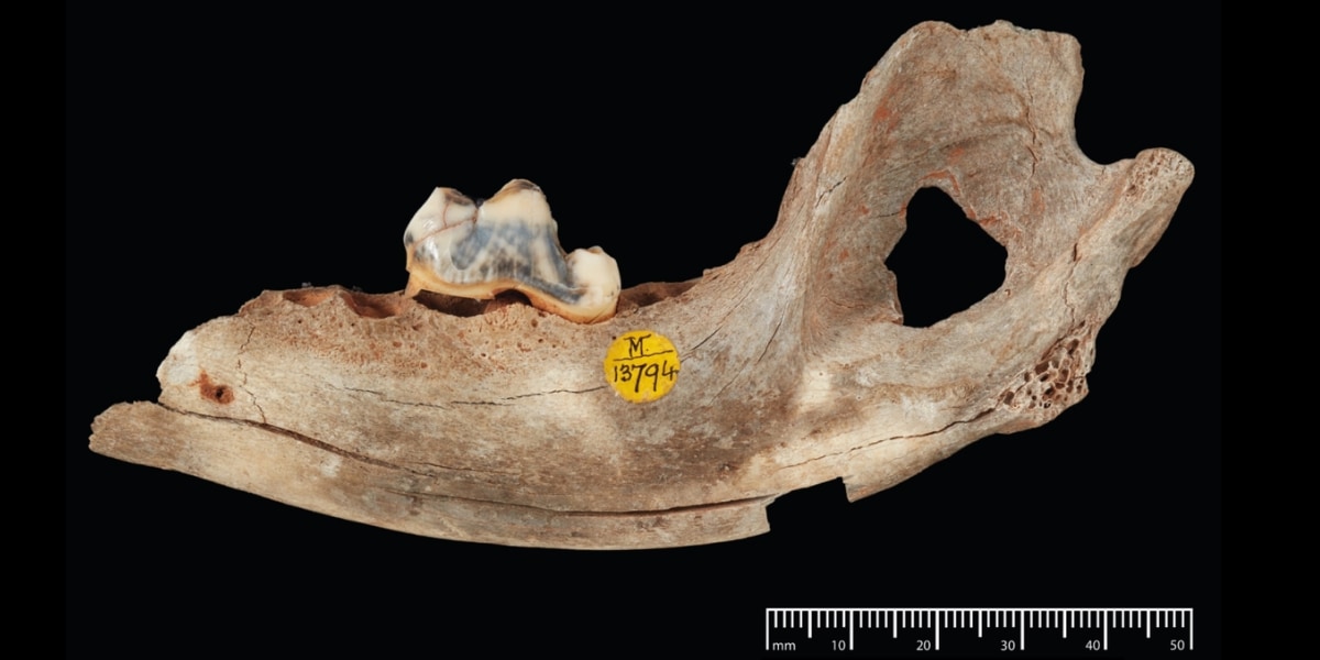 犬の起源がずっと難しかった理由