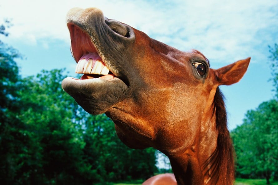 「ヒヒーン！」馬のいななきの正体は二重音声だった