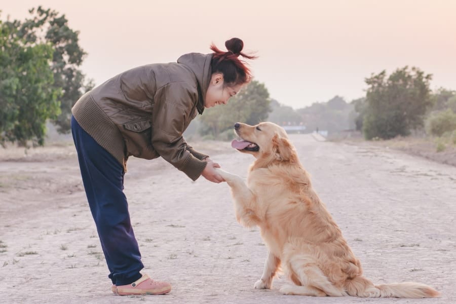女性は「自分の犬」よりも「見知らぬ犬」に高い声で話しかける