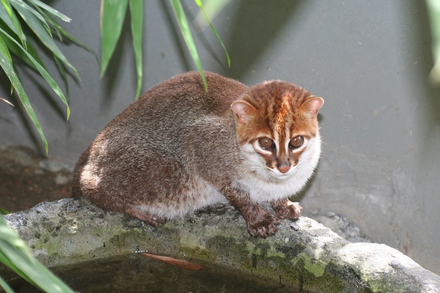 ”水かき”をもつ「絶滅危惧種」猫、タイで30年ぶりに再発見