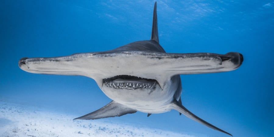 「超保存領域」が暴いたサメの過去
