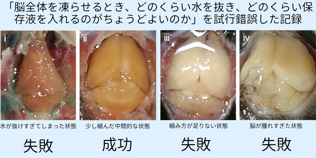 マウス脳全体を凍結➔解凍させてみた