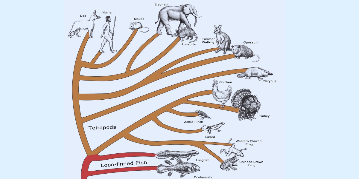 美は文明ではなく生物学的なものかもしれない