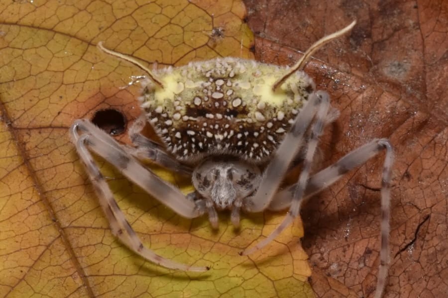 クモを殺す「ゾンビ化菌の苗床」のふりをする新種クモを発見