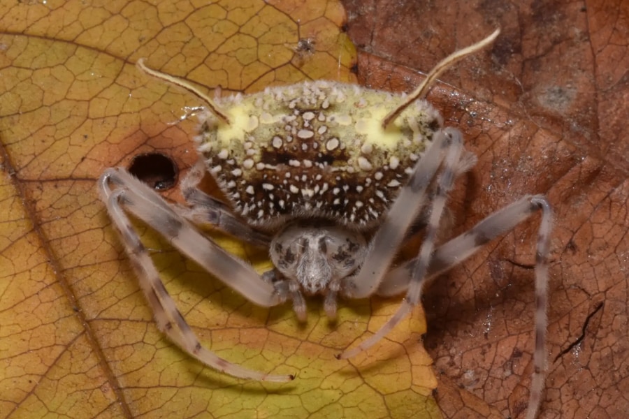 クモを殺す「ゾンビ化菌の苗床」のふりをする新種クモを発見 (2/2)