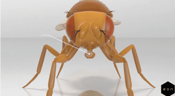 ハエの全脳エミュレーションを達成！　生命のデジタル化が「現実」へ大きく前進