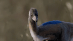 「一度きりの小型化」ではなかった恐竜たち