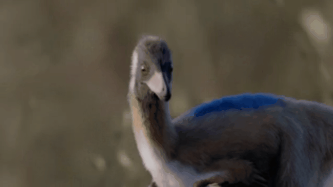 「一度きりの小型化」ではなかった恐竜たち