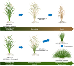 通常のイネは１年で死んでしまいますが、今回の研究で作られたイネはそうではありません