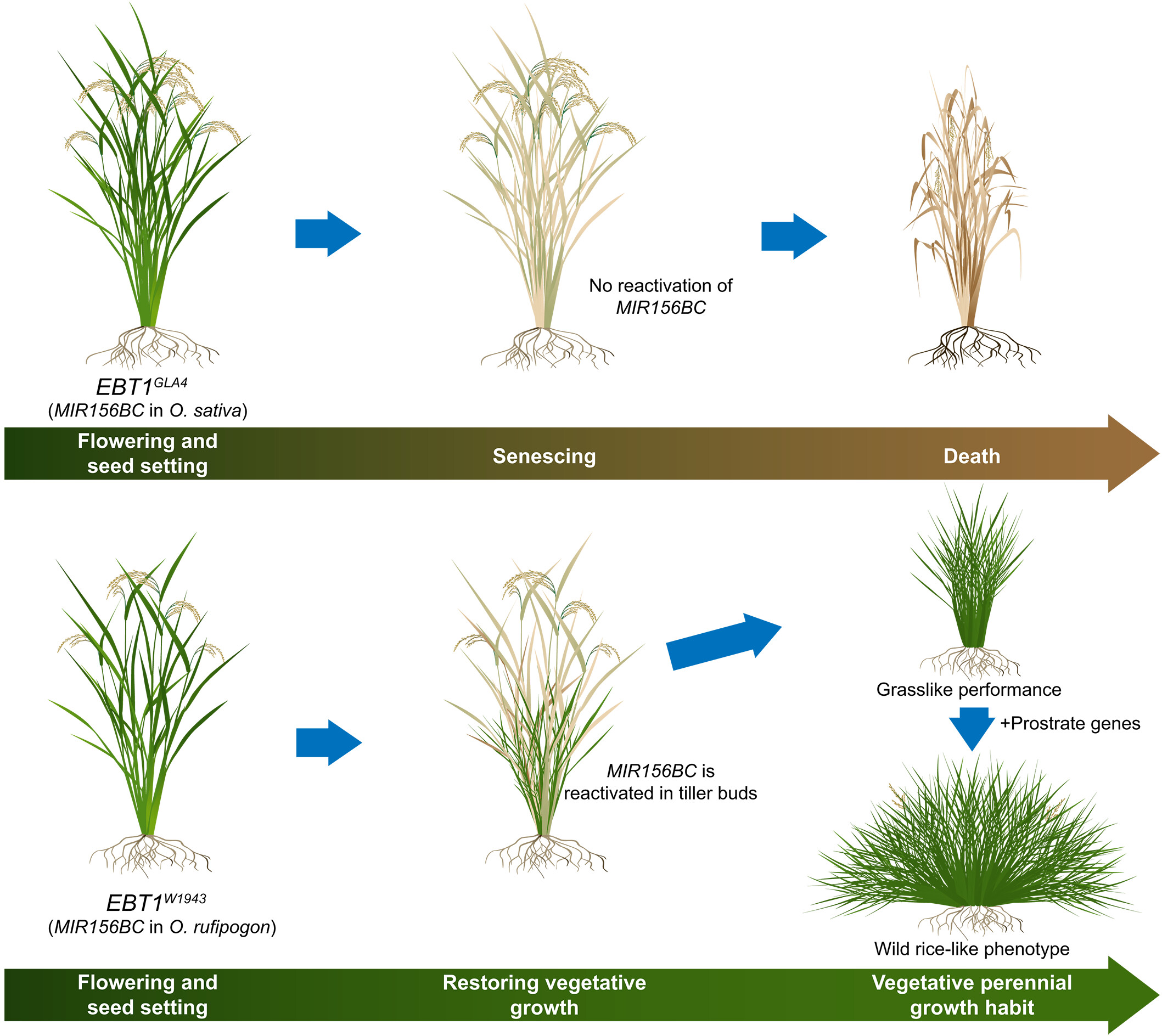 通常のイネは１年で死んでしまいますが、今回の研究で作られたイネはそうではありません