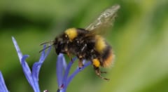 巣の中では「何もしない住人」のオスバチ