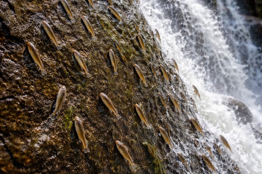 垂直の滝を「10時間かけて登り切る魚」の撮影に成功