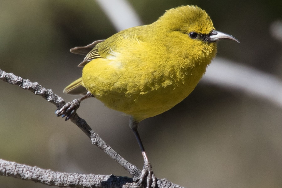 ハワイの小鳥たち、実は互いの巣から「建材を奪い合っていた」