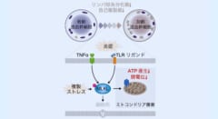 「死のタンパク質」が血を老化させていたと判明――ミトコンドリアのエネルギーを奪うの画像 4/5