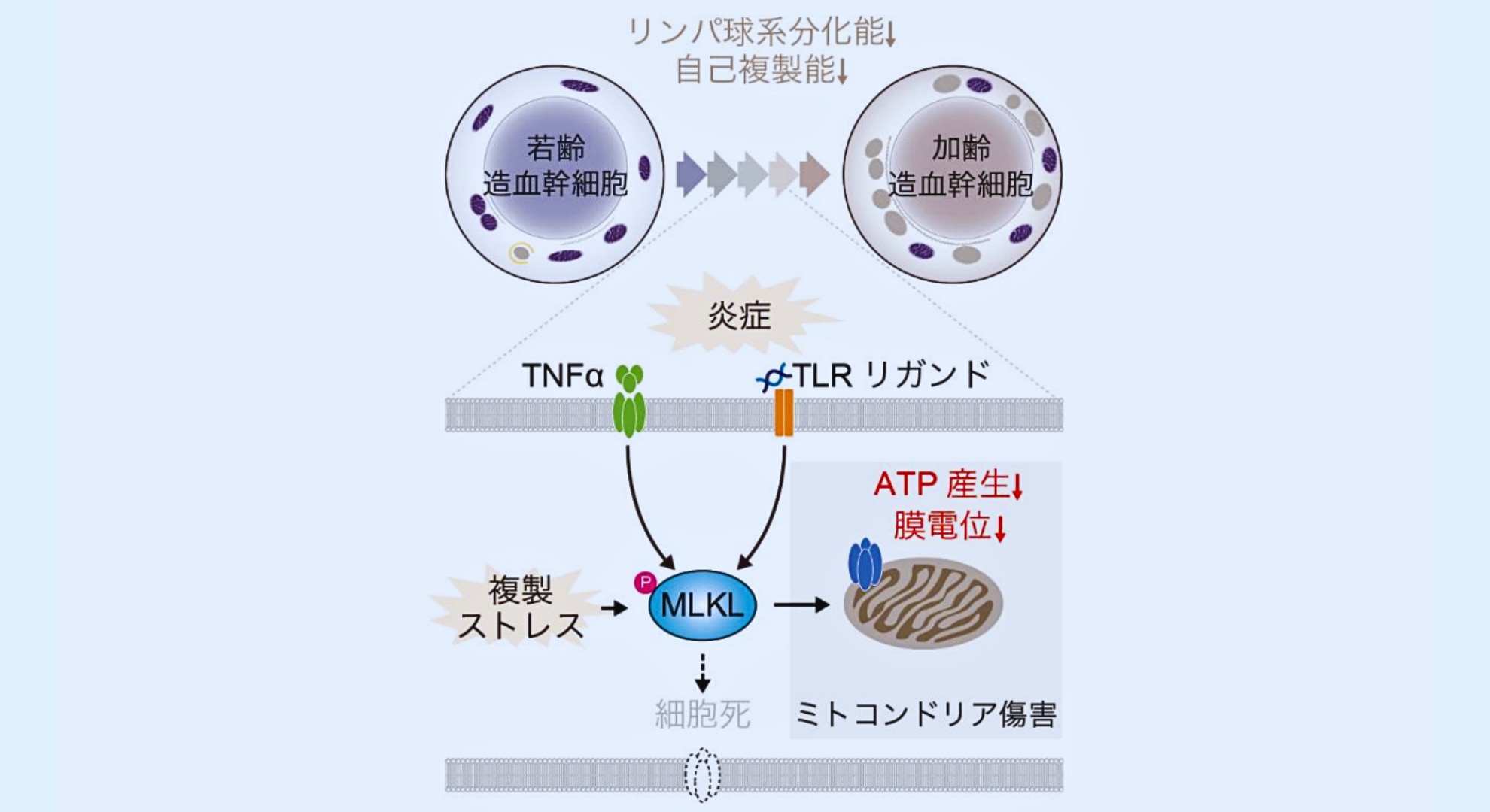 「死のタンパク質」が血を老化させていたと判明――ミトコンドリアのエネルギーを奪うの画像 4/5