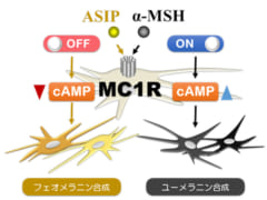 なぜカラスは真っ黒なのかーー科学的な秘密をついに解明の画像 2/3